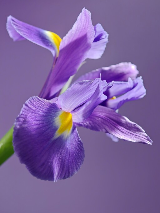 OPPO Find X8 Ultra Ranks First on DXOMARK's Camera Test 04