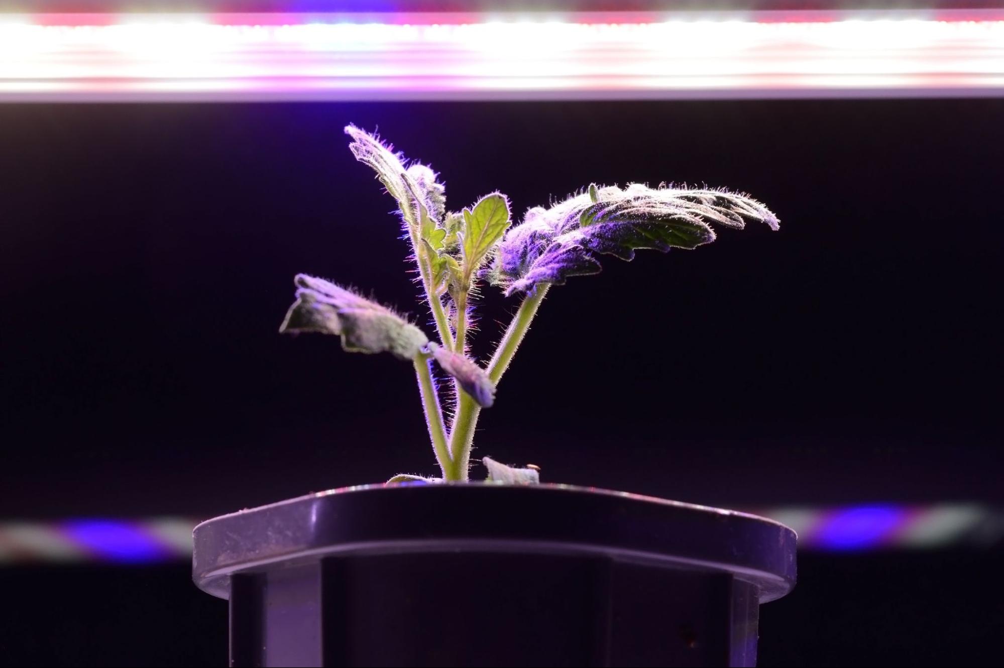 ไฟปลูกต้นไม้ led grow light